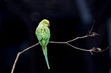 How Do Introduced Parrots Thrive In Cities?