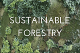 A Focus On Sustainable Forestry