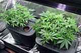 grwg growgeneration stock up on revenue increases of hydroponics and cannibis equipment