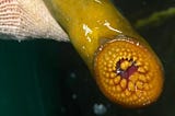 Sea Lamprey: Monsters or Misunderstood?