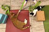 Lazy Yoga at the Cat Cafe