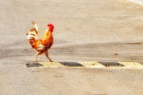Chicken, Cross the Road