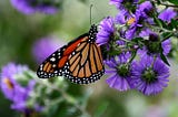 Monarch Diplomacy: Butterflies Begin Their Annual Migration across North America