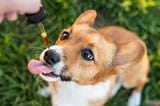 CBD for Dogs: Can Your Furry Best Friend Benefit from Cannabis?