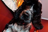 Black and White Cocker Spaniel looking down at the camera, red background.