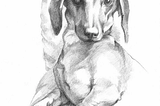 here’s a portrait i drew of my dachshund, glen