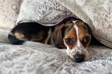 Up close of a beagle puppy face laying on a bed with a purple pattern comforter.