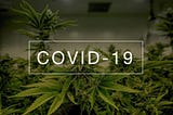 Challenges and opportunities of COVID-19 for the cannabis industry. Article dated April 30, 2020