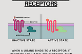Receptors Involved in Cell Signaling