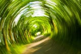 Color photo of a dizzying, off kilter, daytime pathway in the woods. Colors of green, brown and white are meshed together in a swirling maze.