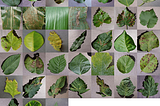 Disease Detection in Plants