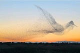 What Networks Can Learn From Flocks of Birds