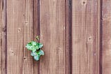 e4 Signs You Need to Replace Your Wooden Fence