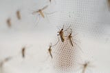 Searching for Sustainable Malaria Financing