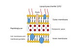 เอนโดทอกซิน (Endotoxin)