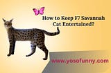 How to Keep F7 Savannah Cat Entertained?