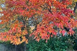 Autumn foliage photograph © Andrew Darlow