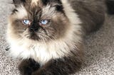 A Magnificent Meow — The Himalayan Cat