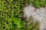 Green moss on a granite boulder. Photo by author. CC-BY license.