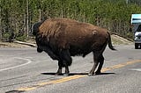 Fear & Bison on the Post-Pandemic Trail