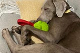 Instagram for Luna, my dog