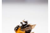 Image of a dead bumblebee on a white background.