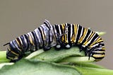The Parable of the Caterpillar and the Butterfly