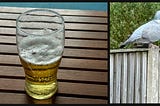 A pint glass half full of beer. A pigeon on a fence.