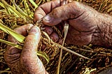 Image result for farmers hand