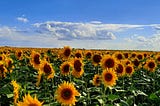 My Dear Kursk and Its Beautiful Flower Fields