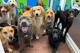 Affordable Dog Daycare in Tacoma at Shaggy Shack Pet Resort