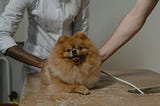 GreatVets PetCare Newsletter Updates