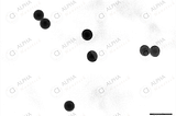 PMMA Nanoparticles