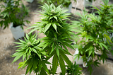 Cannabis is beneficial to humans