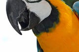 How to Deal with Your Noisy Parrot When Working from Home