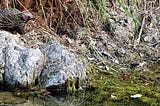 Rustlings… Booloumba Creek, drought, 2019