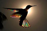 Fascinating Hummingbird Jaw-Dropping Facts