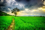 3 Tips for Carving Your Own Path — From a BCG Consultant Turned Globetrotting Startup Professional…