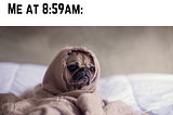 A brown pug sat on a bed wrapped in a bed sheet