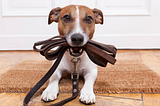 Why Should We Walk Our Doggos?