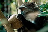 What Happened to The Monkeypox Epidemic?