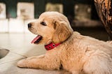 Therapy Dogs at Canine Companions