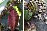 A Path Toward Food and Economic Sovereignty through Cacao in the Philippines