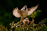 Shouting Match