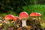Identifying Wild Mushrooms: what to forage, what to avoid?