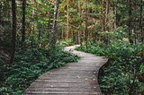 Photo of a path through an enchanting forrest.