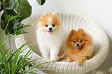 Most Adorable Dog Breeds In The World