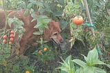 Pets in a permaculture system.
