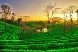 Tea Gardens of Assam creates Beautiful Scenes