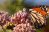 Time to report ‘bonus’ monarch butterfly activity nears